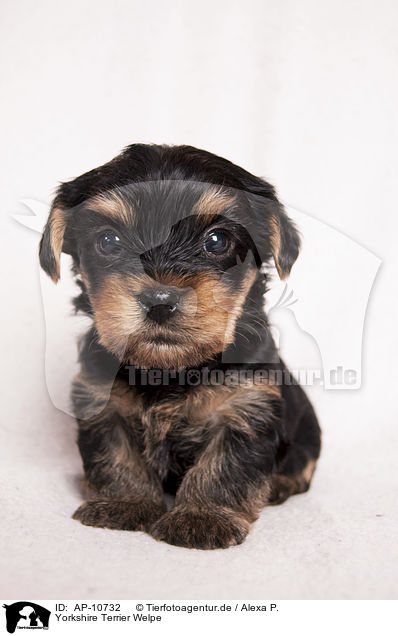 Yorkshire Terrier Welpe / Yorkshire Terrier Puppy / AP-10732
