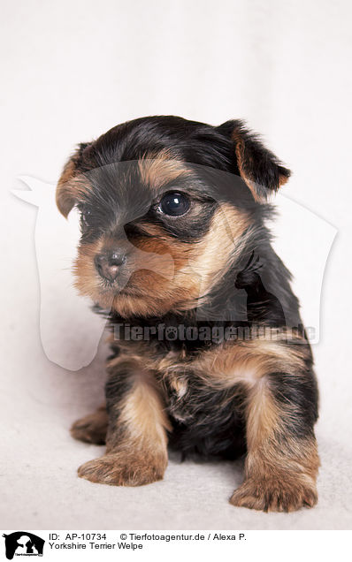 Yorkshire Terrier Welpe / Yorkshire Terrier Puppy / AP-10734