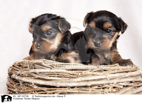 Yorkshire Terrier Welpen / Yorkshire Terrier Puppies / AP-10736