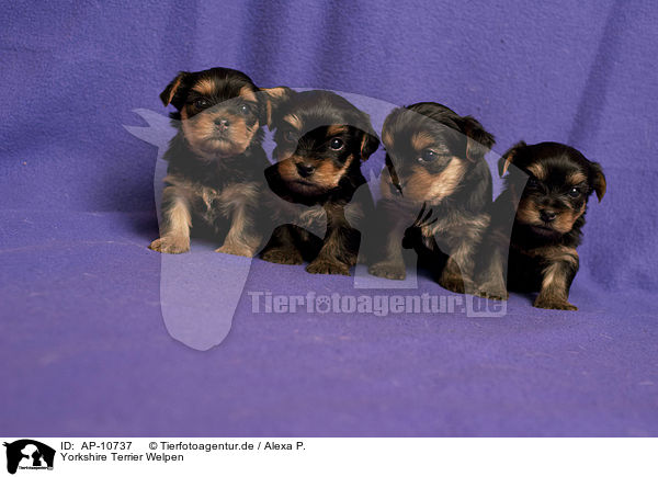Yorkshire Terrier Welpen / Yorkshire Terrier Puppies / AP-10737