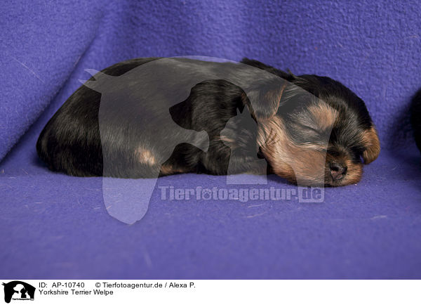 Yorkshire Terrier Welpe / Yorkshire Terrier Puppy / AP-10740