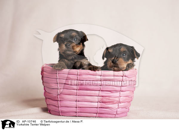 Yorkshire Terrier Welpen / Yorkshire Terrier Puppies / AP-10746