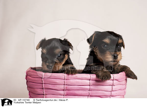 Yorkshire Terrier Welpen / Yorkshire Terrier Puppies / AP-10748
