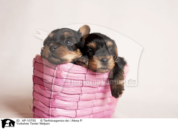 Yorkshire Terrier Welpen / Yorkshire Terrier Puppies / AP-10750