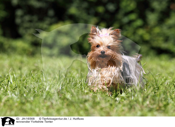 rennender Yorkshire Terrier / running Yorkshire Terrier / JH-16568