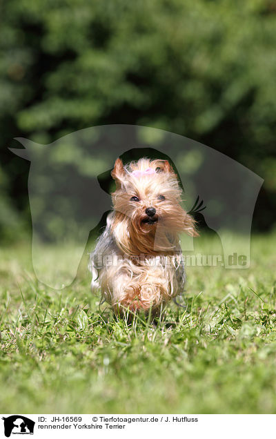 rennender Yorkshire Terrier / running Yorkshire Terrier / JH-16569