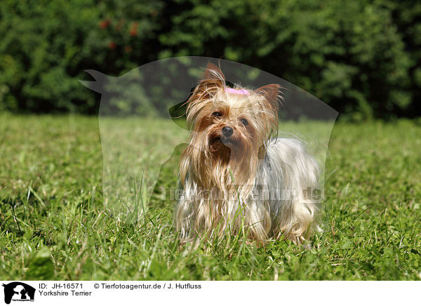 Yorkshire Terrier / Yorkshire Terrier / JH-16571
