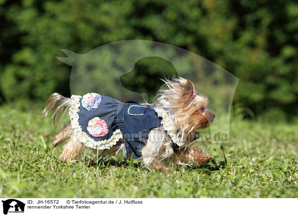 rennender Yorkshire Terrier / running Yorkshire Terrier / JH-16572