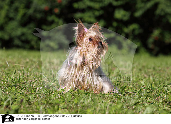 sitzender Yorkshire Terrier / sitting Yorkshire Terrier / JH-16576