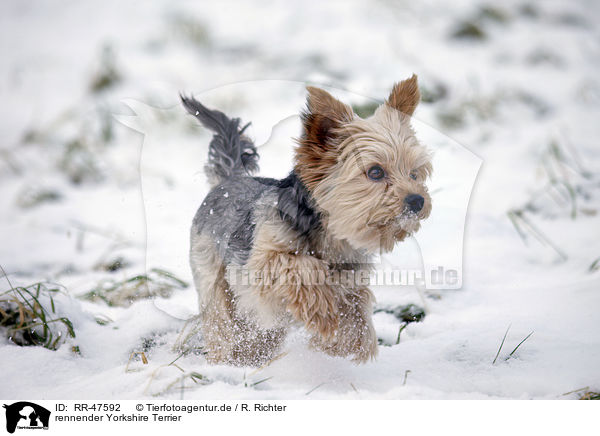 rennender Yorkshire Terrier / running Yorkshire Terrier / RR-47592