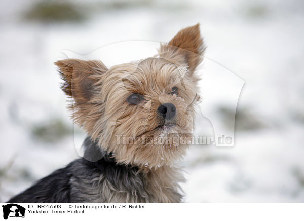 Yorkshire Terrier Portrait / Yorkshire Terrier Portrait / RR-47593