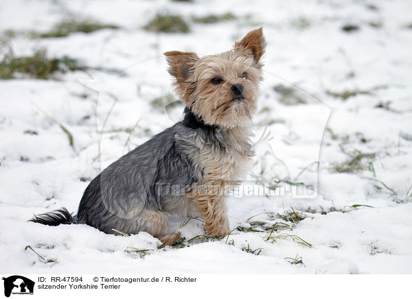 sitzender Yorkshire Terrier / sitting Yorkshire Terrier / RR-47594