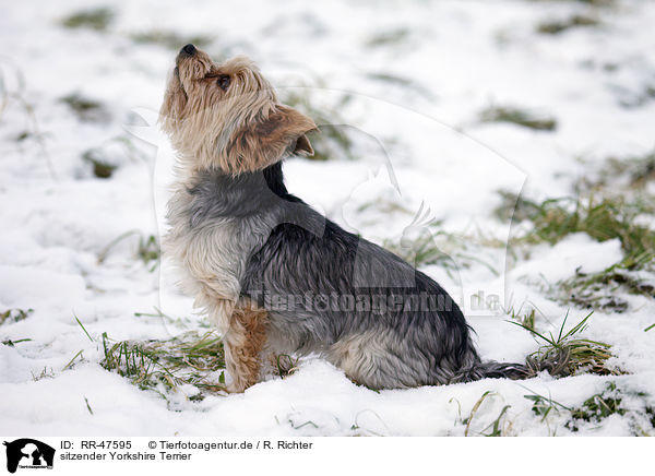 sitzender Yorkshire Terrier / sitting Yorkshire Terrier / RR-47595