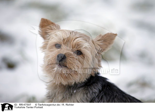 Yorkshire Terrier Portrait / Yorkshire Terrier Portrait / RR-47597