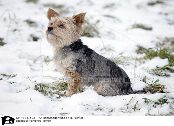 sitzender Yorkshire Terrier / sitting Yorkshire Terrier / RR-47598