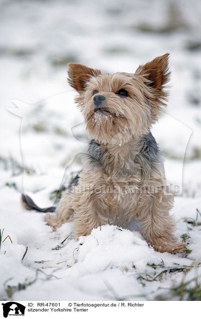 sitzender Yorkshire Terrier / sitting Yorkshire Terrier / RR-47601