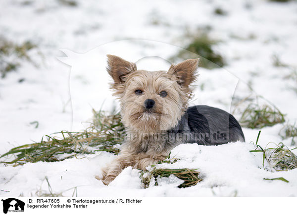 liegender Yorkshire Terrier / lying Yorkshire Terrier / RR-47605