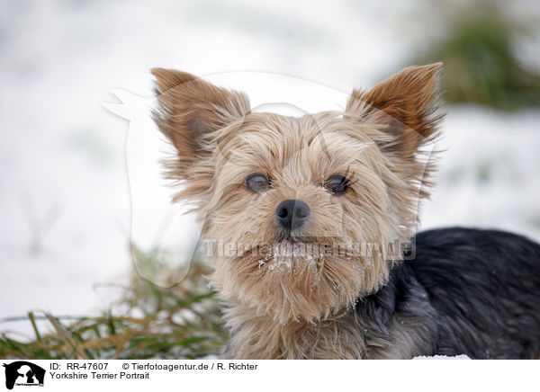 Yorkshire Terrier Portrait / Yorkshire Terrier Portrait / RR-47607