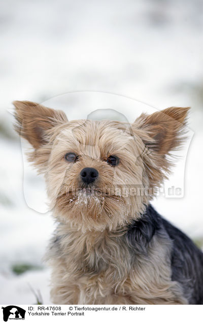Yorkshire Terrier Portrait / Yorkshire Terrier Portrait / RR-47608