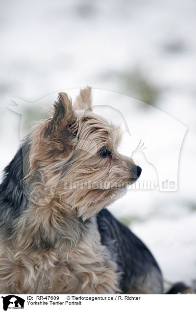 Yorkshire Terrier Portrait / Yorkshire Terrier Portrait / RR-47609