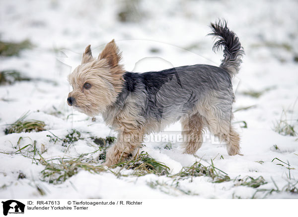 laufender Yorkshire Terrier / walking Yorkshire Terrier / RR-47613