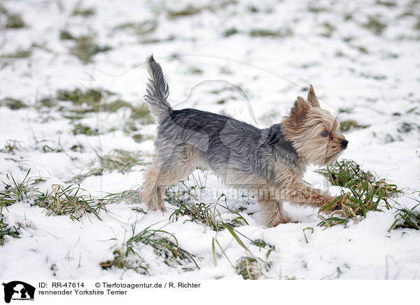 rennender Yorkshire Terrier / running Yorkshire Terrier / RR-47614
