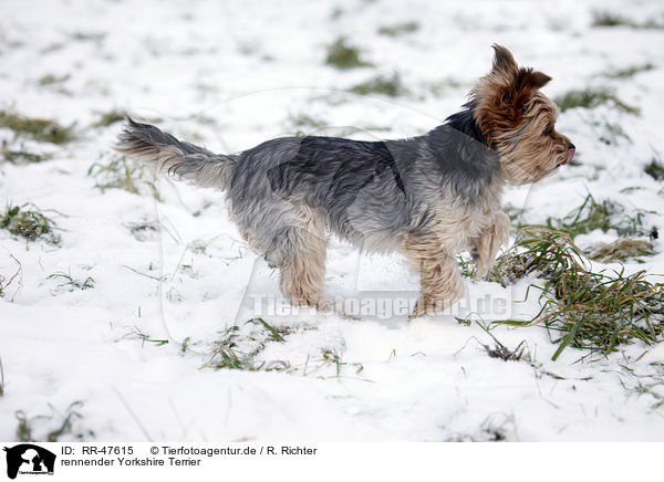 rennender Yorkshire Terrier / running Yorkshire Terrier / RR-47615