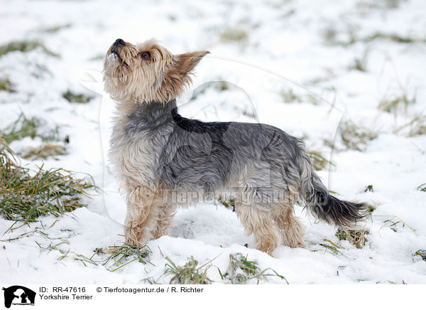Yorkshire Terrier / Yorkshire Terrier / RR-47616