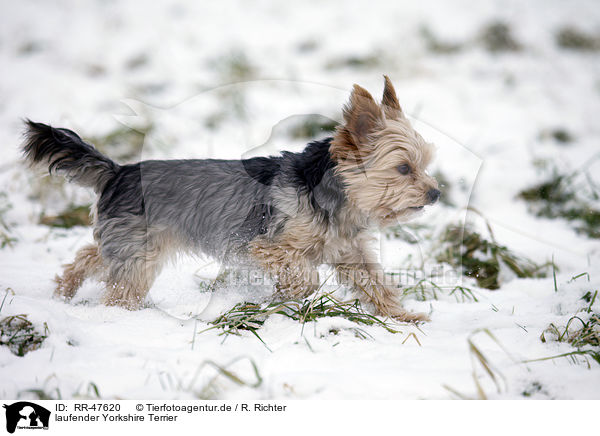 laufender Yorkshire Terrier / walking Yorkshire Terrier / RR-47620
