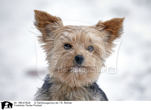 Yorkshire Terrier Portrait / Yorkshire Terrier Portrait / RR-47628