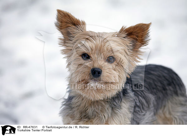 Yorkshire Terrier Portrait / Yorkshire Terrier Portrait / RR-47631