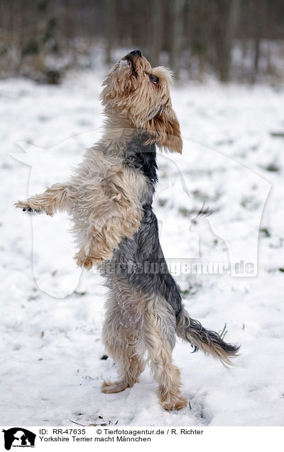 Yorkshire Terrier macht Mnnchen / Yorkshire Terrier shows trick / RR-47635
