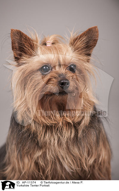 Yorkshire Terrier Portrait / Yorkshire Terrier Portrait / AP-11374