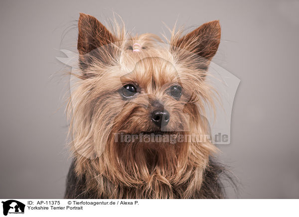 Yorkshire Terrier Portrait / Yorkshire Terrier Portrait / AP-11375