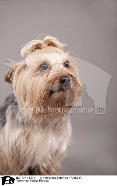 Yorkshire Terrier Portrait / Yorkshire Terrier Portrait / AP-11377