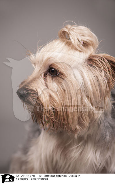 Yorkshire Terrier Portrait / Yorkshire Terrier Portrait / AP-11378