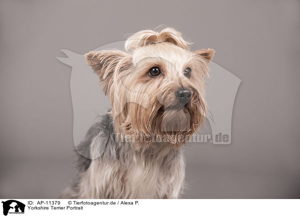 Yorkshire Terrier Portrait / Yorkshire Terrier Portrait / AP-11379