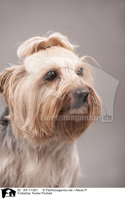 Yorkshire Terrier Portrait / Yorkshire Terrier Portrait / AP-11381