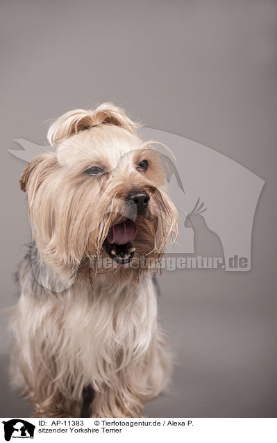 sitzender Yorkshire Terrier / sitting Yorkshire Terrier / AP-11383