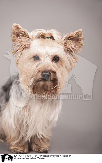 sitzender Yorkshire Terrier / sitting Yorkshire Terrier / AP-11385