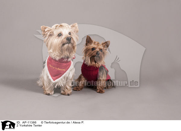 2 Yorkshire Terrier / 2 Yorkshire Terrier / AP-11386