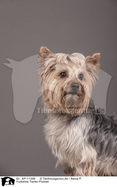 Yorkshire Terrier Portrait / Yorkshire Terrier Portrait / AP-11396