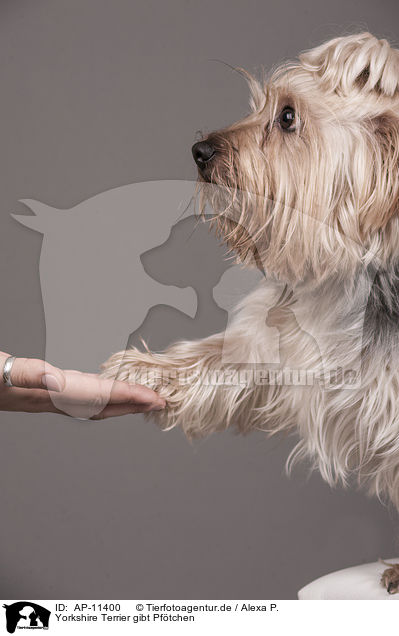 Yorkshire Terrier gibt Pftchen / Yorkshire Terrierv gives paw / AP-11400
