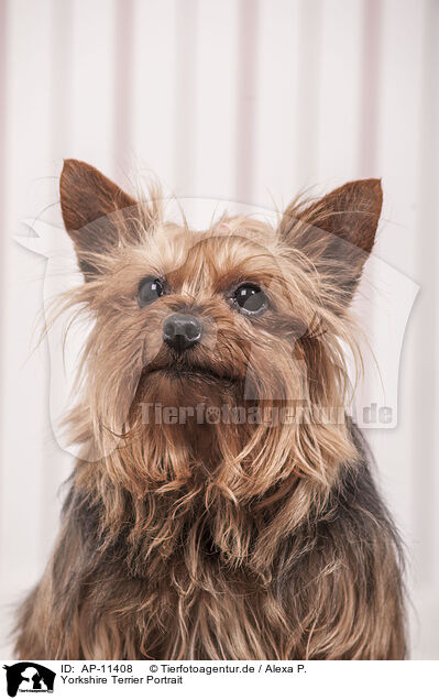 Yorkshire Terrier Portrait / Yorkshire Terrier Portrait / AP-11408
