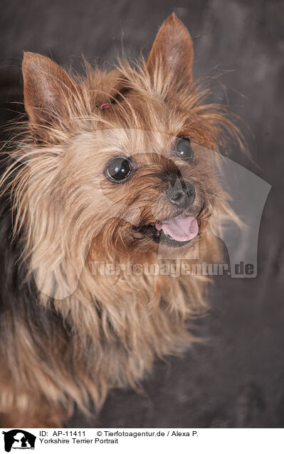 Yorkshire Terrier Portrait / Yorkshire Terrier Portrait / AP-11411