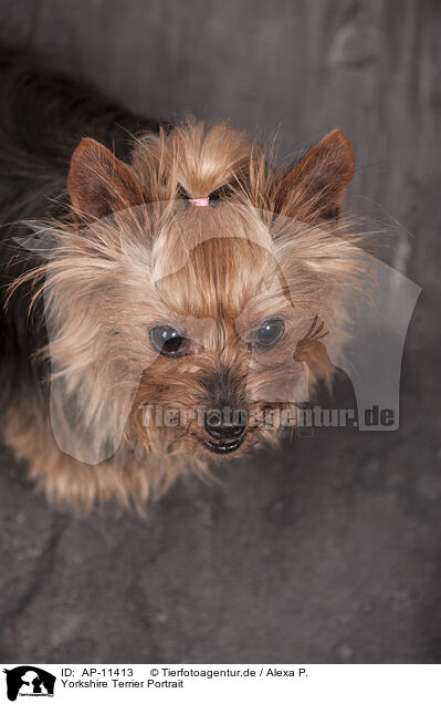 Yorkshire Terrier Portrait / Yorkshire Terrier Portrait / AP-11413
