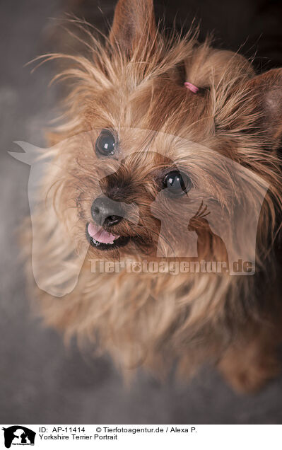 Yorkshire Terrier Portrait / Yorkshire Terrier Portrait / AP-11414