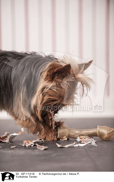 Yorkshire Terrier / Yorkshire Terrier / AP-11418