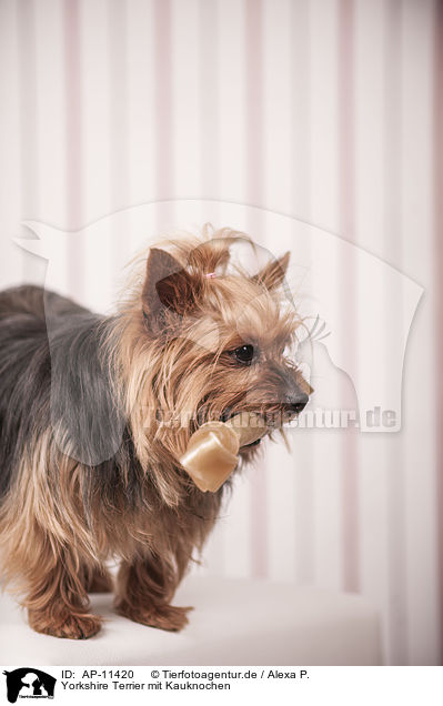 Yorkshire Terrier mit Kauknochen / Yorkshire Terrier with bone / AP-11420