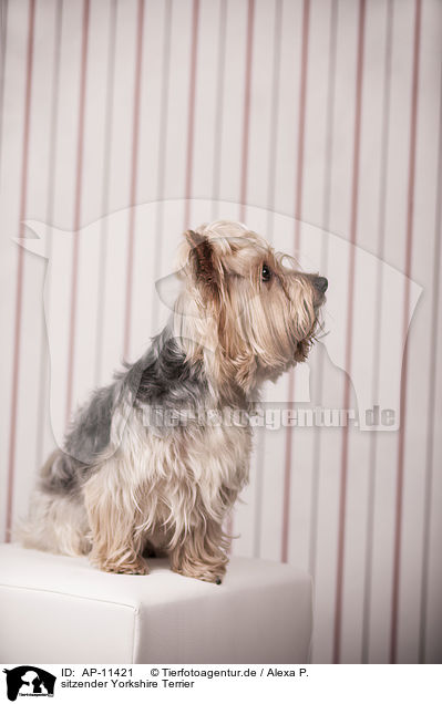 sitzender Yorkshire Terrier / sitting Yorkshire Terrier / AP-11421
